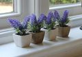 Lavender Hingga Cengkeh Ternyata Mujarab Usir Lalat di Rumah, Kok Bisa?