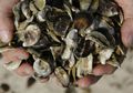 Dari Tangan yang Harus Diamputasi Hingga Kematian, Inilah Insiden-Insiden Tragis Akibat Makan Sea Food!
