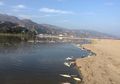 Suhu Panas Ekstrem Menewaskan Dua Ribu Ikan di Laguna Malibu