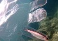 Hewan Laut yang Terjerat Sampah Plastik Kembali Tertangkap Kamera