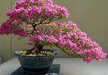 Bonsai, Tanaman Kerdil Terapi Stres, seperti apa Bonsai yang Baik?