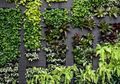 Ajaib! Hawa Panas Langsung Terminimalisir Hanya dengan "Green Wall"