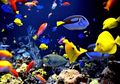 Tak Hanya Tanaman Hias dan Cupang Saja yang Sedang Tren, Ini Ada 7 Jenis Ikan Hias yang Juga Menarik, Cantik-cantik Warnanya!
