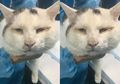 Bukan Cuma Manusia, Wajah Kucing Ini pun Menjadi Lebih Cantik Setelah 'Operasi Plastik'
