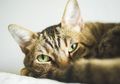 Misterius, 13 Kucing Dimutilasi di Daerah yang Sama, Siapa Pembunuh Berantainya?