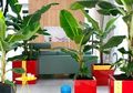 Bukan Monstera, Pohon Pisang Bisa Jadi Focal Point di Ruangan, Loh!