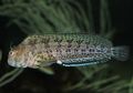 Mengenal Blenny, Ikan Jantan Yang Tega Memakan Anaknya Sendiri