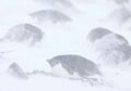Kuburan Massal Penguin di Antartika Ini Tunjukkan Masa Lalu dan Masa Depan