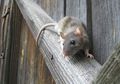 Bikin Cicak, Tikus hingga Ular Kocar-kacir, Begini Cara Mengusir Hama yang Menganggu di Rumah, Dijamin Gamau Balik Lagi!