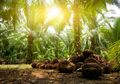 Mengembalikan Fungsi Hutan, Lahan Kelapa Sawit di TNGL Dimusnahkan