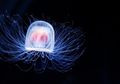 Turritopsis Dohrnii, Spesies yang Bisa Hidup Abadi secara Biologis, kecuali karena Hal Ini