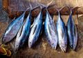 Begini Cara Memilih Ikan Tuna yang Segar, Jangan Sampai Salah!