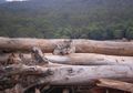 Habitatnya Dirusak Buldoser, Bagaimana Nasib Koala di Australia?