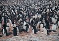 Kuburan Massal Penguin di Antartika Ini Ungkap Bahaya Perubahan Iklim