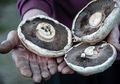 Penemuan Fosil Jamur Berumur Satu Miliar Tahun Ini Bisa Mengubah Teori Evolusi di Darat