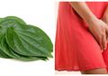 Manfaat Daun Sirih Untuk Organ Kewanitaan, Fakta atau Mitos?