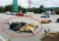 Tragis, Konvoi Motor Diserang 30 Sapi di Jalan Raya dan Satu Orang Koma