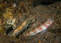 Ikan Goby dan Udang Pistol, Makhluk Laut yang Saling Menguntungkan