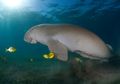 Ingin Memiliki Pengalaman Berenang Bersama Dugong? Kunjungi Tempat Ini