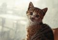 Lagi, Dua Kucing Peliharaan Positif Terjangkit COVID-19