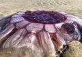 Makhluk Laut Seperti Alien Terdampar di Pesisir Pantai Selandia Baru