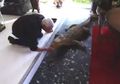 Inilah Phillipe Gillet, Pria yang Hidup dengan 400 Predator Mematikan dalam Satu Rumah