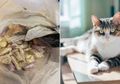 Kucing Ini Tiba-tiba Jadi Pahlawan Setelah Temukan Kantong Penuh Kokain dan Heroin