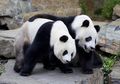 Tak Kunjung Mau Kawin Sepasang Panda Terpaksa Diputarkan Film Biru