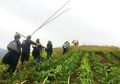 Tak Malu Banting Setir Jadi Petani, Pria Lulusan Sarjana Teknik Ini Malah Kebanjiran Rezeki Tak Terhingga