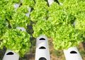 Makan Sayuran dari Rumah Sendiri, Solusinya Berkebun Hidroponik