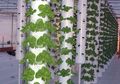 Ingin Hidroponik Sayur dan Buah Sukses? Pilih Jenis Tanaman Ini!