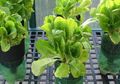 Satu Lagi Tips Sukses Berkebun Hidroponik, Harus Konsisten!