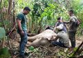 Gajah Terjerat Perangkap, Perawatannya Terkendala Medan yang Sulit