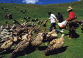 Jenazah Dimakan Burung, Begini Ritual Pemakaman Langit di Tibet