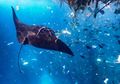 Nasib Malang Ikan Pari yang Harus Berenang di Lautan Sampah Plastik