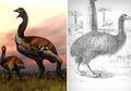 Vorombe Titan, Burung Terbesar di Dunia dengan Berat Mencapai 800 Kg