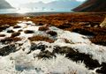Permafrost di Arktika Mencair 70 Tahun Lebih Cepat dari yang Diperkirakan