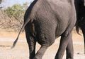 Orang-orang Sebuah Kampung di Vietnam Ini Tega Memotong Ekor Gajah, Hanya untuk Alasan 'Konyol'