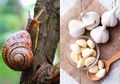 Mulai dari Bekicot Hingga Bawang, Tubuh Bugar dan Umur Panjang dengan Konsumsi 5 Makanan Ini