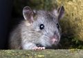 Ngeri, Pria Ini Jadi Manusia Pertama di Dunia yang Terkena Hepatitis E yang Biasanya Ada pada Tikus
