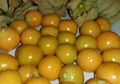 Buah Ceplukan Kaya Akan Khasiat Kini Sekilo Bisa Sampai Rp500 Ribu, Loh!
