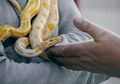 Gunakan Ular Peliharaan untuk Mengancam Perempuan Agar Mau Tidur Dengannya, Pria Ini Justru Meregang Nyawa