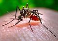4 Cara Jitu Usir Nyamuk di Dalam Rumah, Tak Perlu Pakai Obat Kimiawi