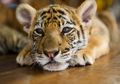 Akibat Terjerat Perangkap, Populasi Harimau Sumatra Semakin Berkurang