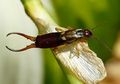 Lewat Serangga Penyebar Virus, Amerika Serikat Dikabarkan Ciptakan Senjata Biologis Mematikan