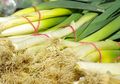 Dijamin Lebih Ngirit Urusan Dapur! Begini Cara Super Mudah Menanam Daun Bawang yang Hasil Panennya Bisa Bawa Manfaat untuk Tubuh