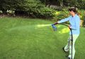 Pertumbuhan Rumput Gajah Mini Cenderung Merebah ke Samping, Ini Tips Rawatnya!