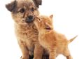 Bukan Musuh Bebuyutan, Anjing dan Kucing Dapat Hidup Berdampingan
