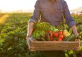 Teknologi Permudah Produksi Panen Petani dan Tingkatkan Perekonomian