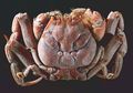 Heikegani: Kepiting Berwajah Manusia yang Disebut Reinkarnasi Samurai yang Marah